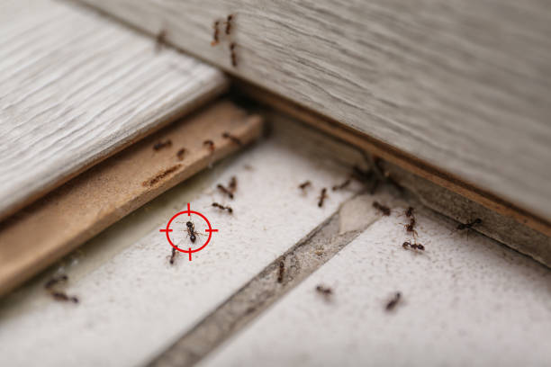 Best Pest Control Near Me  in Girardville, PA