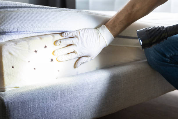Wasp Removal Services in Girardville, PA