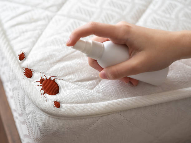 Professional Pest Control in Girardville, PA
