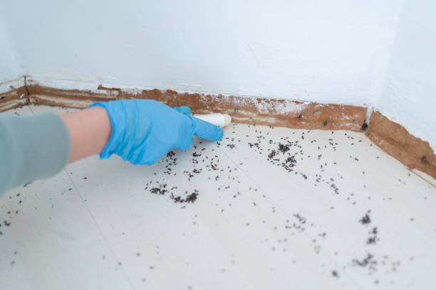 Best Wasp Removal Services  in Girardville, PA